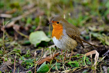Rotkehlchen // European robin (Erithacus rubecula) 