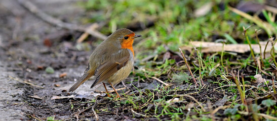 Rotkehlchen // European robin (Erithacus rubecula) 