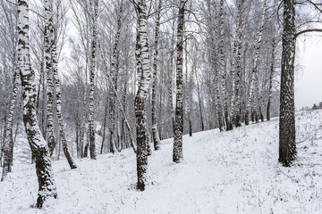 Fototapeta premium Birch grove after a snowfall on a winter cloudy day. Birch branches covered with snow.