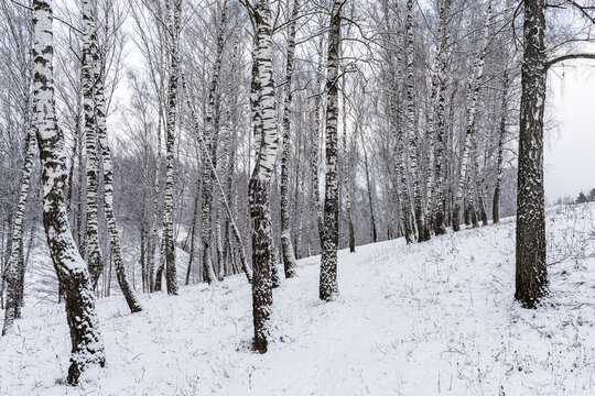 Birch grove after a snowfall on a winter cloudy day. Birch branches covered with snow.