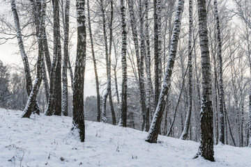 Sunbeams shining through snow-covered birch branches in a birch forest after a snowfall on a winter.