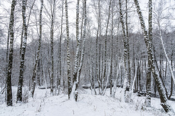 Fototapeta premium Birch grove after a snowfall on a winter cloudy day. Birch branches covered with snow.