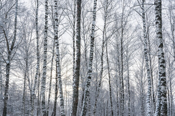 Birch grove after a snowfall on a winter cloudy day. Birch branches covered with snow.