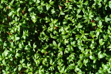 Fresh green watercress sprouts close-up. Growing micro greens for a healthy diet. Vegan food.