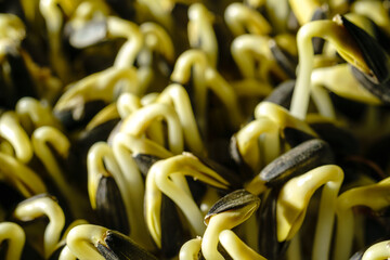 Fresh green sunflower sprouts close-up. Growing micro greens for a healthy diet. Vegan food.