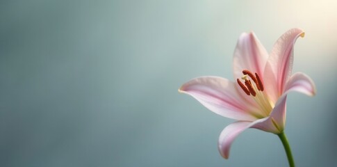 Fototapeta premium Delicate lily bud on a gray background with subtle light effects, lighting, gentle