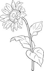 Sunflower Plant with Flower  and Leaves Outline Illustration. Organic natural nutritional healthy food ingredient, vegetarian diet product.  