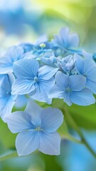 Fototapeta premium forget me not flower in nature