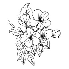 Blooming tree sketch in vector. Spring flowering branches. Hand drawn sakura branch with flowers in line art style. Vector minimal botanical isolated illustration in black color