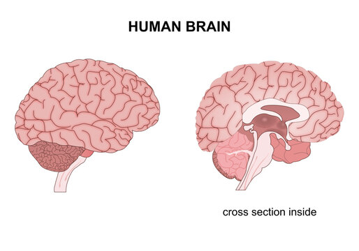 Human brain cross section illustration