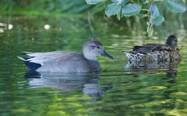 cute gadwall in the pond, gadwall in the laek, ducks swimming in the stream, colourful water reflection, Mareca strepera surrounded by green water, Gadwall in the pond
