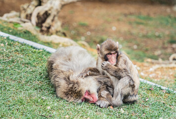 Scared infant Japanese macaque or snow monkey on the grass in Arashiyama Park.