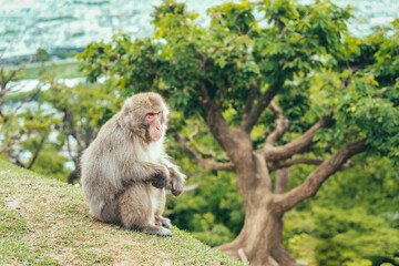 Portrait detail with Japanese macaque or snow monkey in Arashiyama Park, Kyoto.