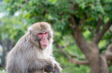 Portrait detail with Japanese macaque or snow monkey in Arashiyama Park, Kyoto.