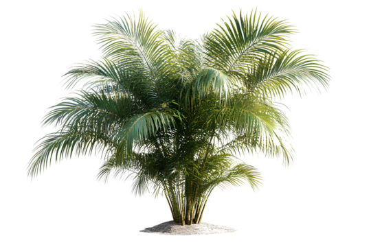 Palm tree isolated on transparent background