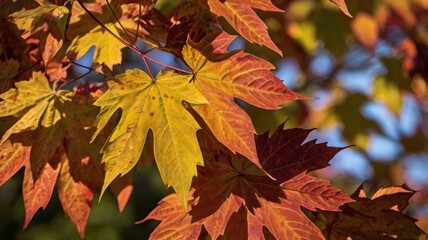 A close-up of a maple tree's leaves, highlighting their intricate shapes and vibrant colors during the fall season. 