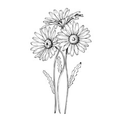 Bouquet of blooming wildflower daisy. Hand drawn vector illustration. Contour drawing. Sketch painted by black inks. Black line on white isolated background. For clip art greeting card logo package
