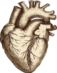 human heart anatomy drawing on white background,generative ai