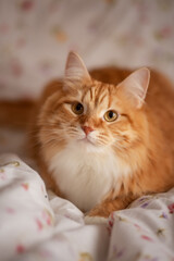 A photo of a beautiful red cat.