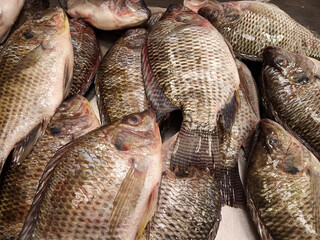 Nile Tilapia, Oreochromis niloticus, Oreochromis mossambicus fish close up. View from above