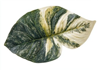 Variegated Philodendron Leaf Green White Marble Pattern Isolated Background