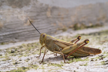 Sideview closeup of Hedge Grasshopper. Insect species Valanga irregularis is seen resting on a cement floor. Agricultural pest insect. Macrophotography of animal in the wilds