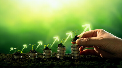 Hand planting seedling growing step in garden with sunshine. Concept of business growth, profit,...