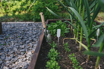 parsley seedlings in veggie garden in spring with shovel and label (tag). Raised veggie garden beds.