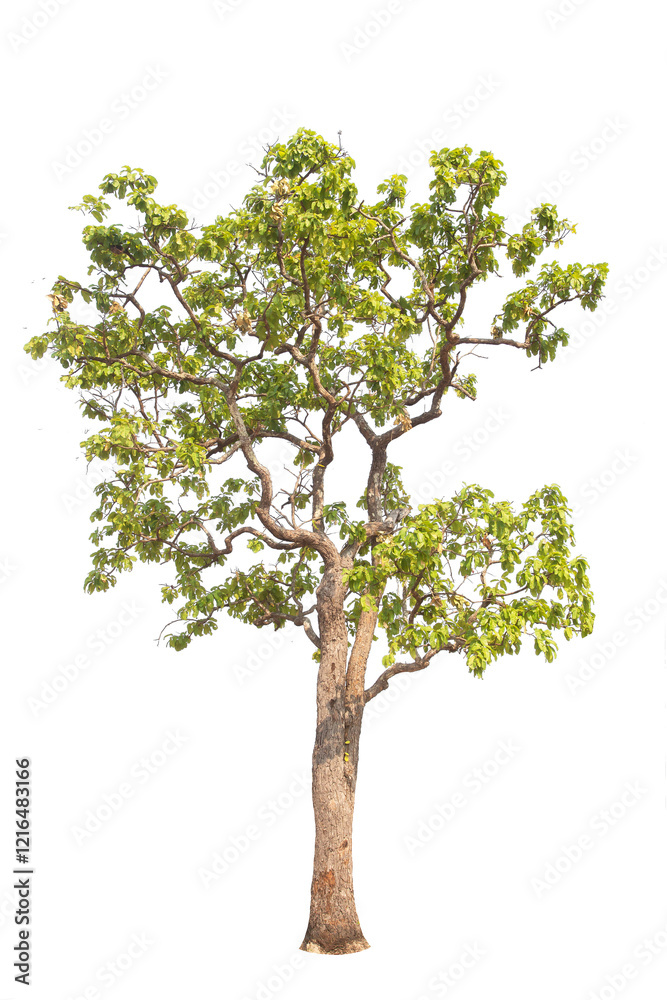Wall mural green tree isolated on transparent background with clipping path, single tree with clipping path and