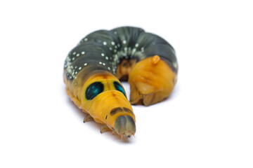 Cute Caterpillar on white background