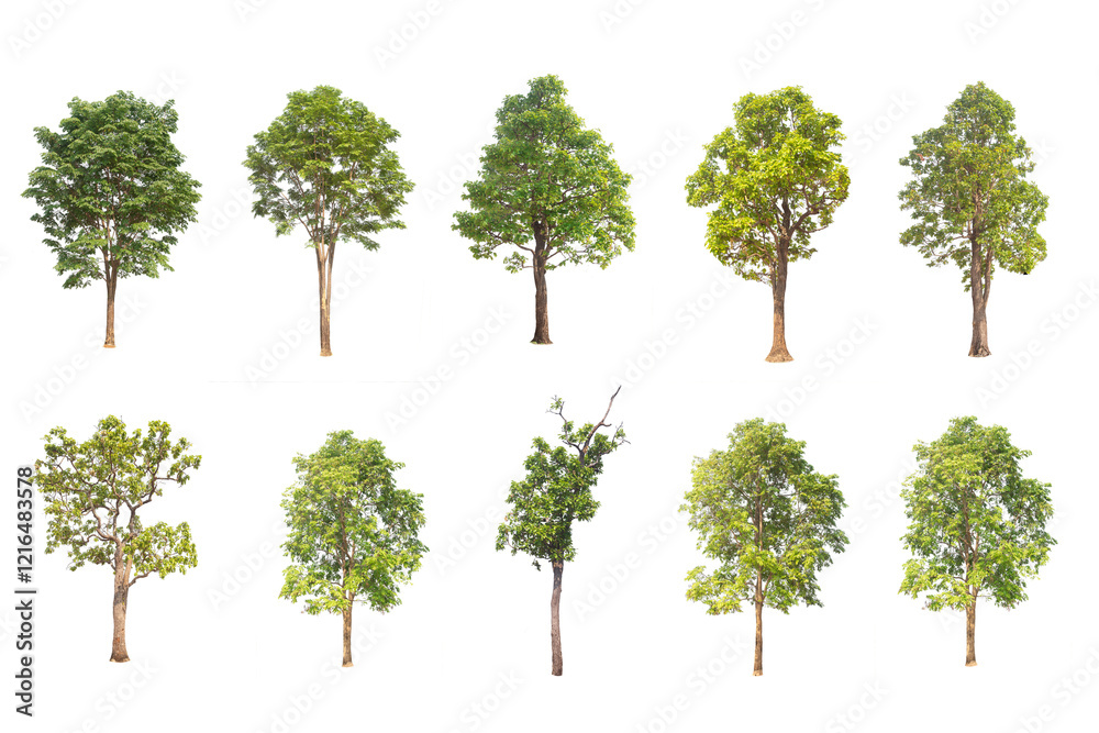 Sticker collection high qaulity tree isolated on transparent background with clipping path, with clipping pa