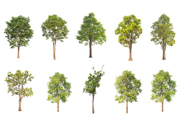 collection high qaulity tree isolated on transparent background with clipping path, with clipping path,  and alpha channel. foliage in summer. full frame camera shoot for high resolution picture.