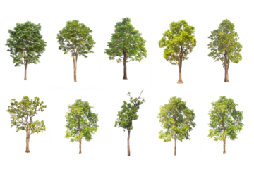 collection high qaulity tree isolated on transparent background with clipping path, with clipping path,  and alpha channel. foliage in summer. full frame camera shoot for high resolution picture.