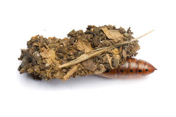 Colorful pupa cocoon and house of Oleander Hawk moth or Daphnis nerii on white background