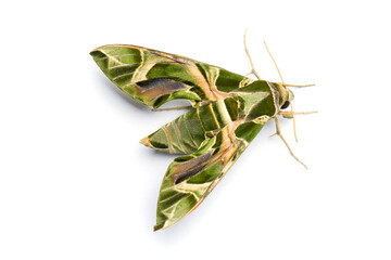 Daphnis nerii butterfly on white background, macro