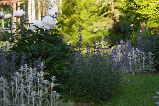 nepeta, stachys and white peonies blooming in romantic summer cottage garden