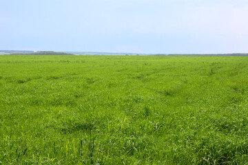 Vast Green Field with horizon line and cloudy sky background