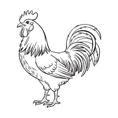 Elegant Rooster Line Art: Perfect for Coloring and Farmhouse Decor