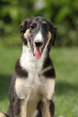 Amazing puppy of Borzoi sitting on the grass