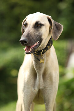 Portrait of Sloughi or Arabian Greyhoundn in the garden