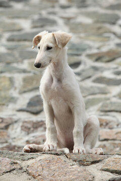 Nice puppy of Borzoi sitting on rocks