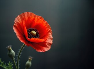 Red poppy flower with detailed petals stands out against dark background. Beautiful floral design suitable for memorial days. Image perfect for greeting cards. Photo suitable for remembrance themes.