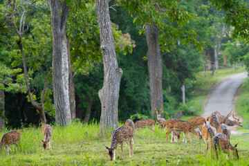deer in the forest