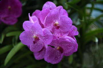 Orchid flower, plant, garden, tree, orchid