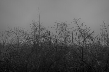 Monochromatic view of tangled branches in atmospheric mist, evoking feelings of mystery and solitude.