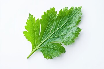 Fresh green celery leaf on white background, studio shot, food photography