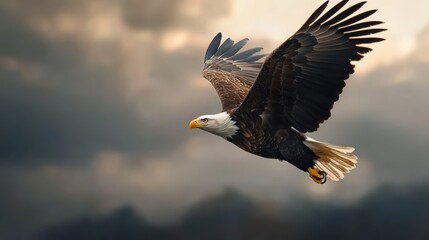 Obraz premium Majestic eagle soaring through dramatic skies wildlife nature outdoor aerial view freedom in flight