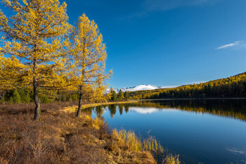 Serene mountain landscape featuring golden autumn trees reflecting on a peaceful lake, with snow-capped mountains in background against bright blue sky. Captures beauty and calmness of nature in fall