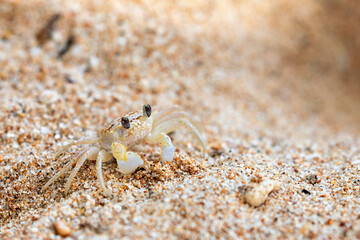 A ghost crab on the beach