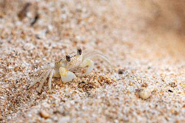 A ghost crab on the beach